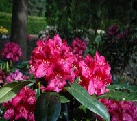 Rhododendron Park